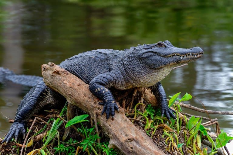 Alligator