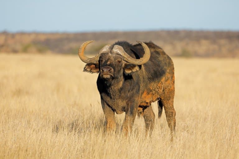 Buffalo