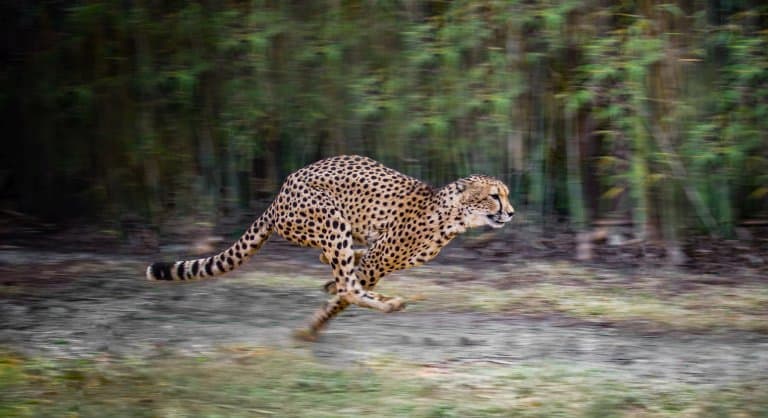 Cheetah running, speed