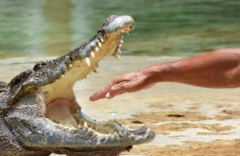 What Is The Difference Between an Alligator and a Crocodile?