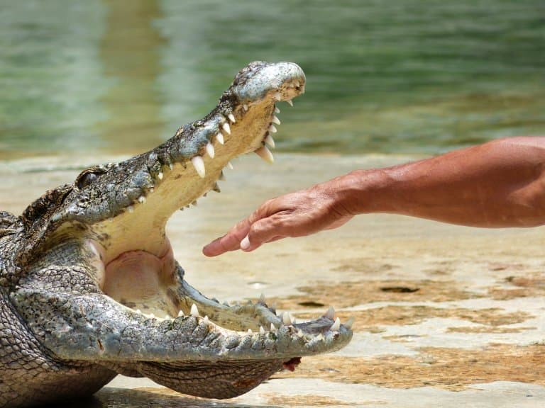 What Is The Difference Between an Alligator and a Crocodile?