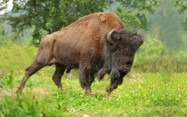 What Is The Difference Between a Bison and a Buffalo?